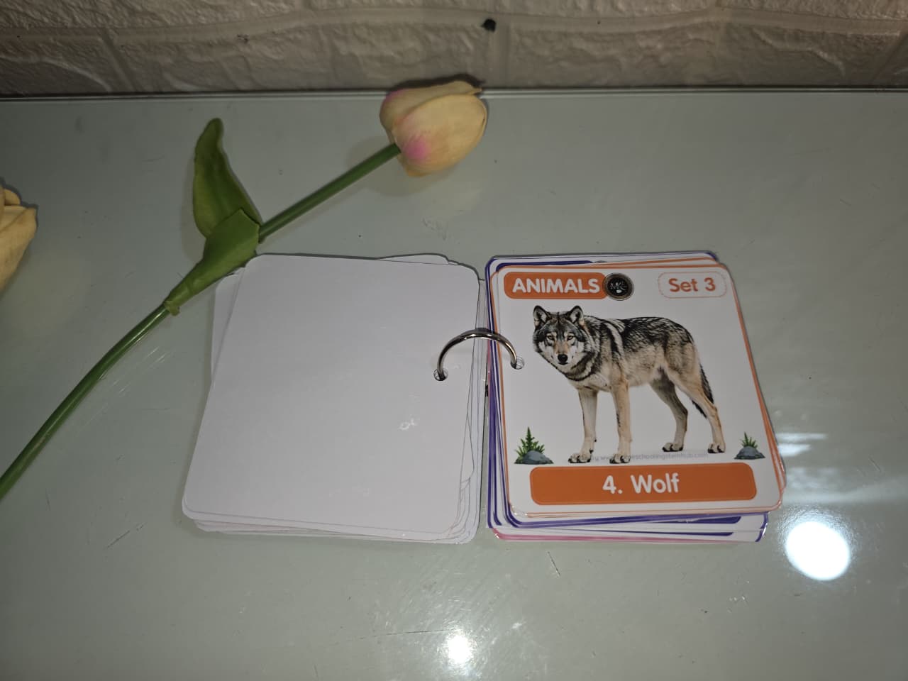 Animals Flash Cards