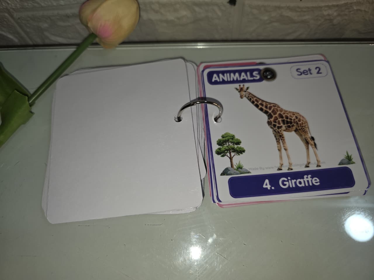 Animals Flash Cards